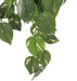 Pothos Artificiale Resistente Ai Raggi UV Caduta 75 Cm