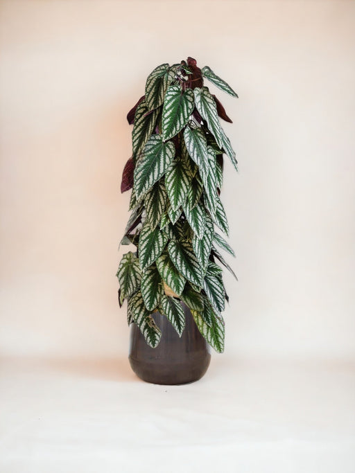 Piramide Scolorita Del Cissus