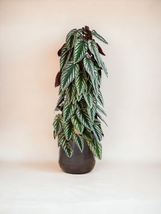 Piramide Scolorita Del Cissus