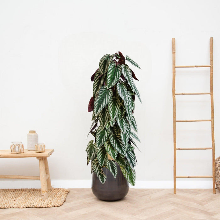 Piramide Scolorita Del Cissus