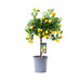 Albero Di Limone Calamondin