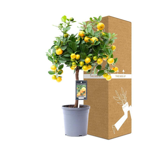Albero Di Limone Calamondin