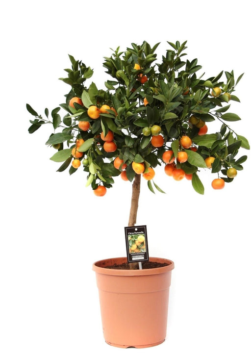 Calamondina Agli Agrumi