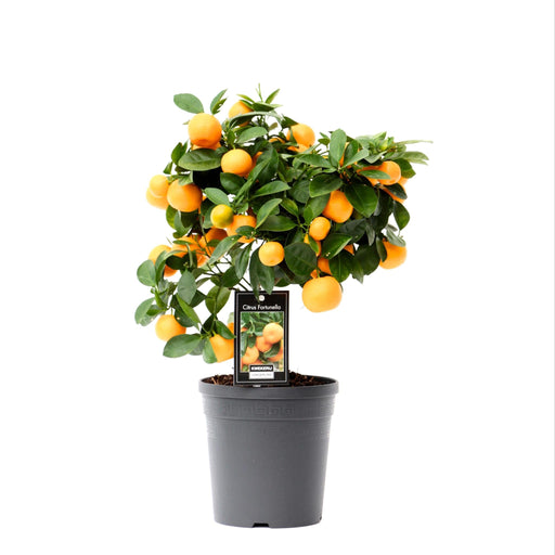 Calamondina Agli Agrumi