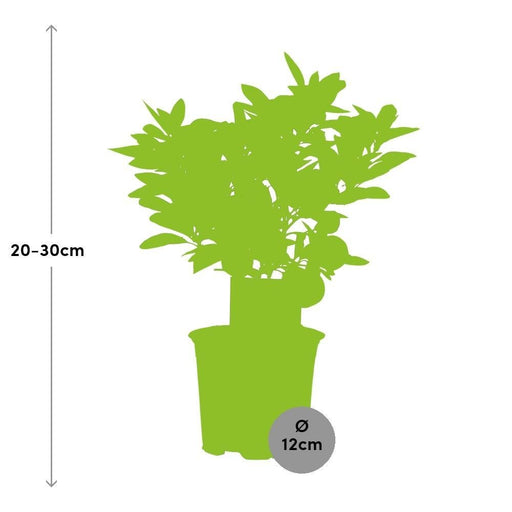 Calamondina Agli Agrumi