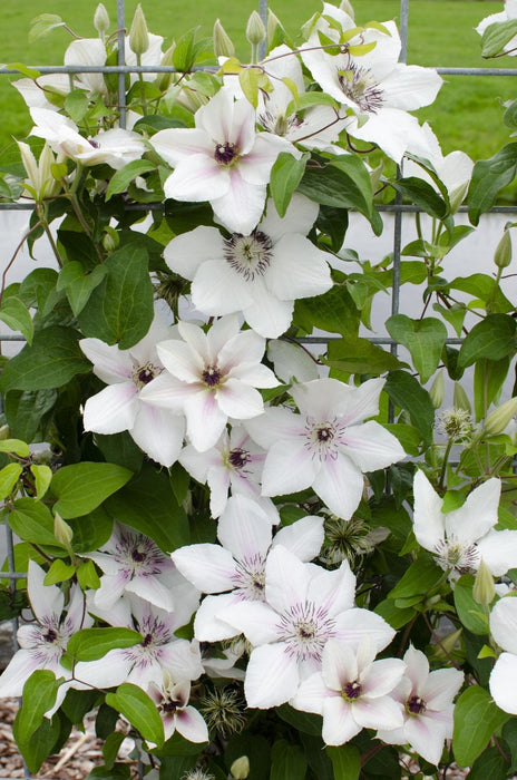 Clematis Boulevard "La Contessa Di Wessex"