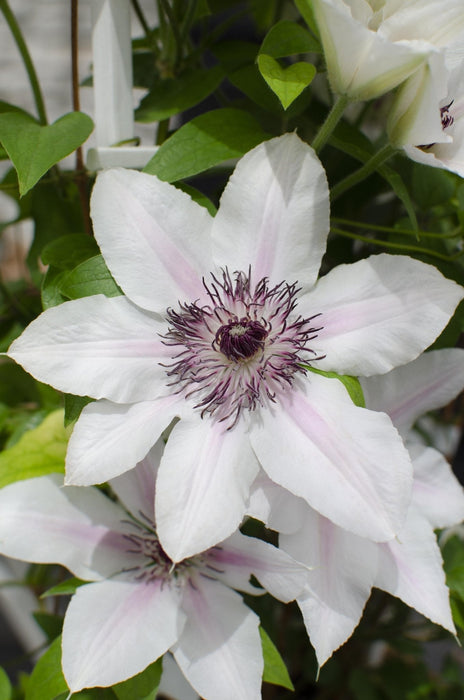 Clematis Boulevard "La Contessa Di Wessex"