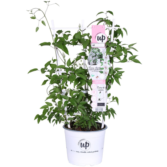 Clematis Boulevard "La Contessa Di Wessex"