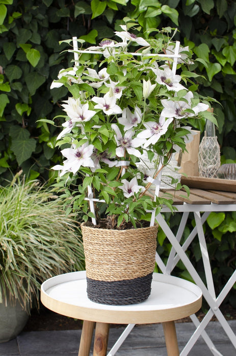 Clematis Boulevard "La Contessa Di Wessex"