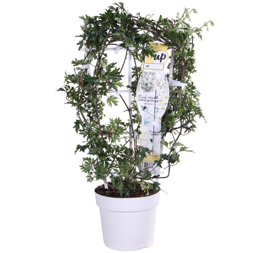 Clematis Cartmanii 'Valanga'