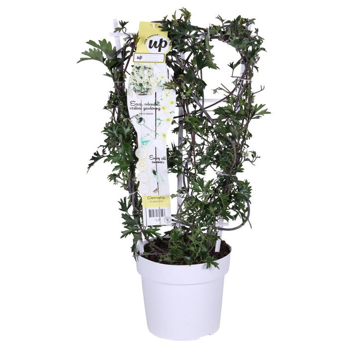 Clematis Cartmanii 'Valanga'