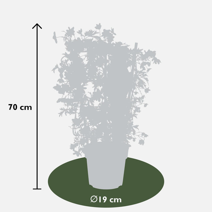 Clematis Cartmanii 'Valanga'