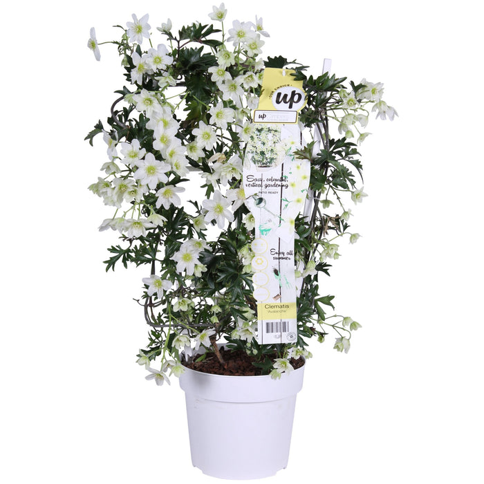 Clematis Cartmanii 'Valanga'