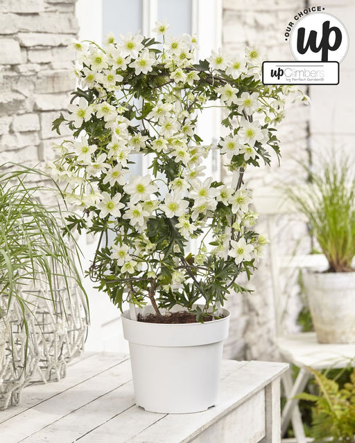 Clematis Cartmanii 'Valanga'