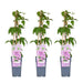 Clematis Hagley Ibrido - Set Di 3