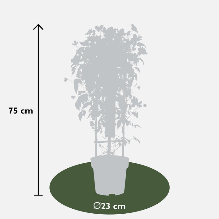 Clematide Montana 'Fincent'