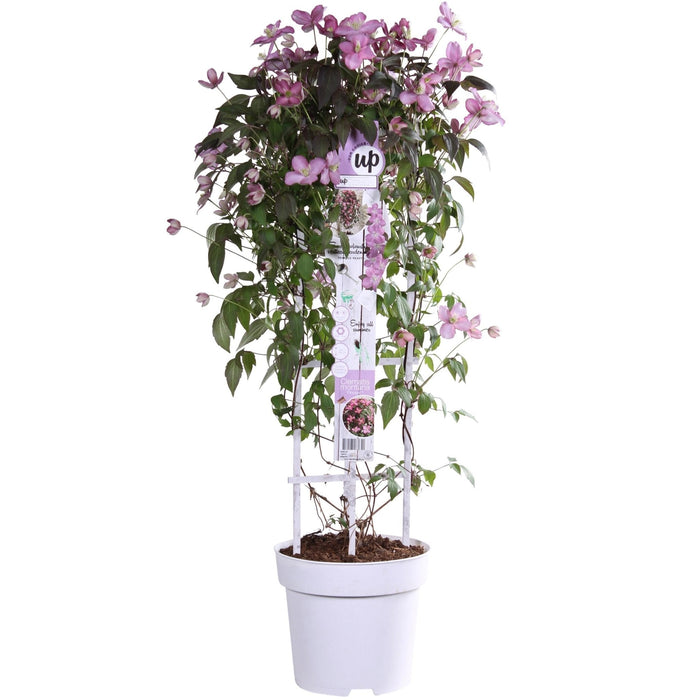 Clematide Montana 'Fincent'