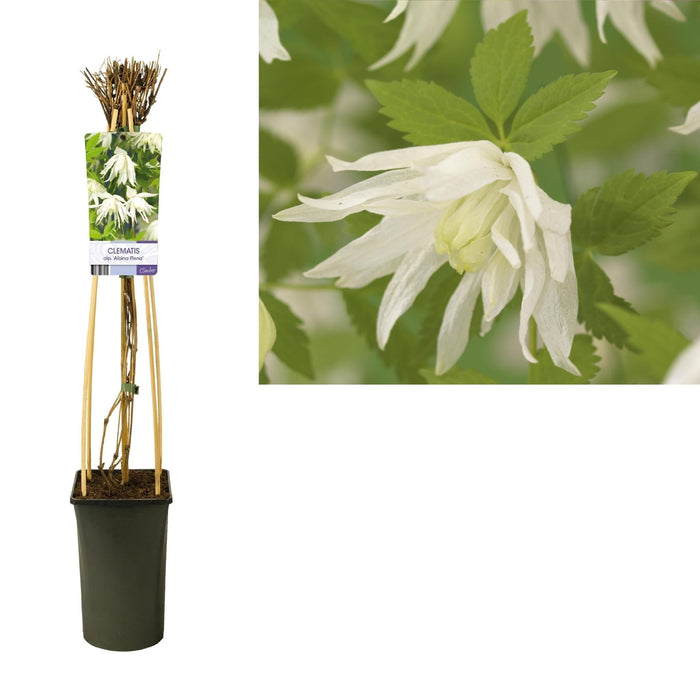 Clematide Albina Plena D17Cm H75Cm