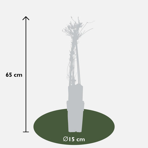 Clematite Alpina - ↨65Cm - Ø15 - Pianta Da Esterno Fiorita