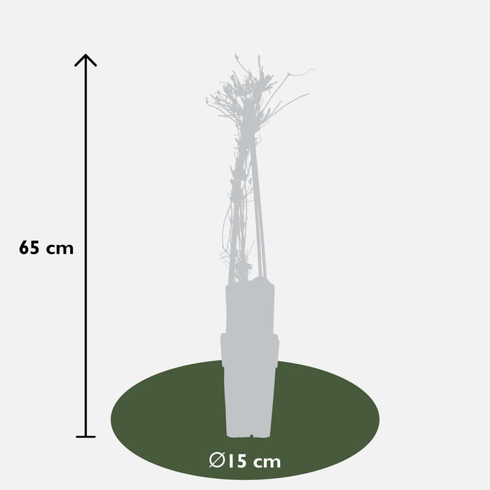 Clematite Alpina - ↨65Cm - Ø15 - Pianta Da Esterno Fiorita