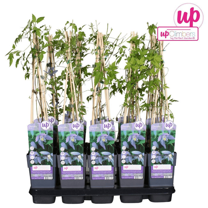 Clematite Alpina - ↨65Cm - Ø15 - Pianta Da Esterno Fiorita