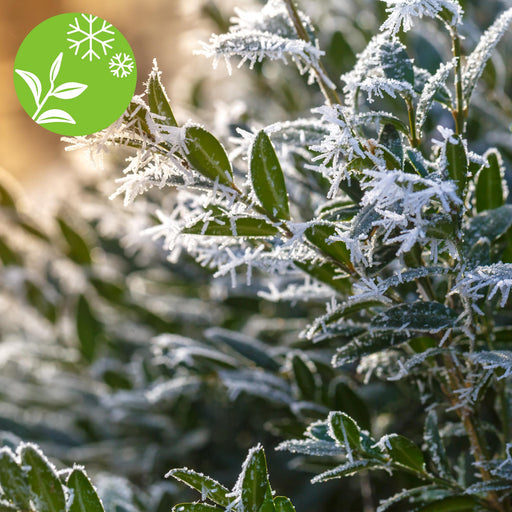 Clematite Armandii - ↨65Cm - Ø15 - Pianta Da Esterno