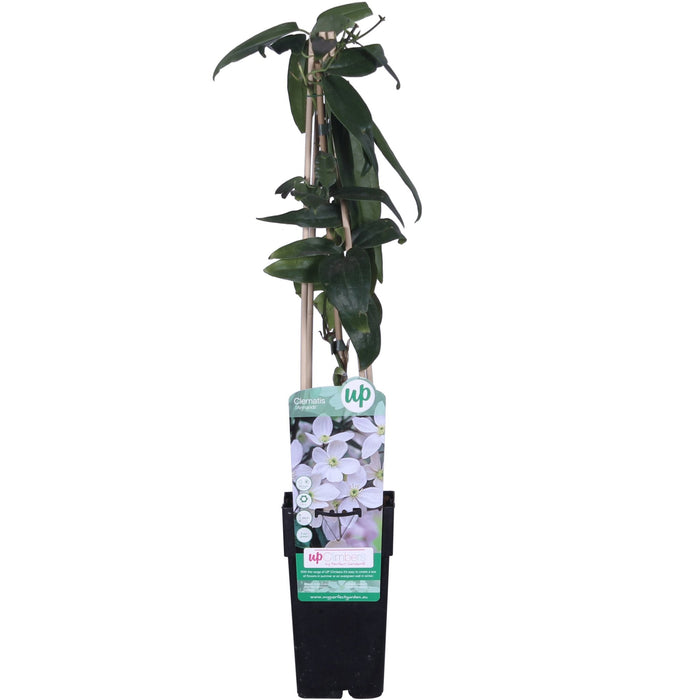 Clematite Armandii - ↨65Cm - Ø15 - Pianta Da Esterno