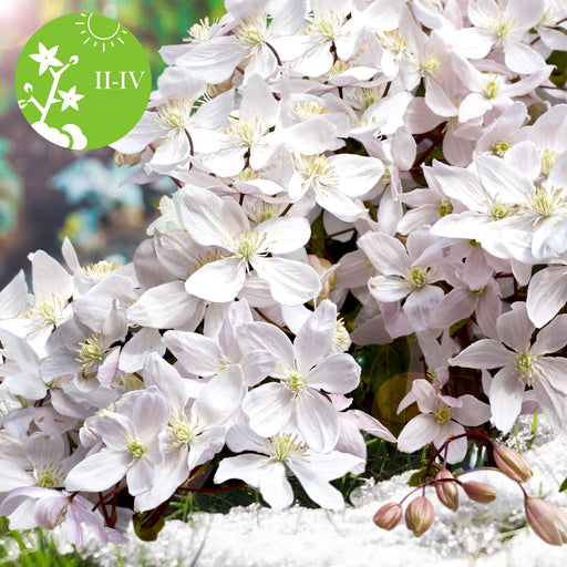 Clematite Armandii - ↨65Cm - Ø15 - Pianta Da Esterno