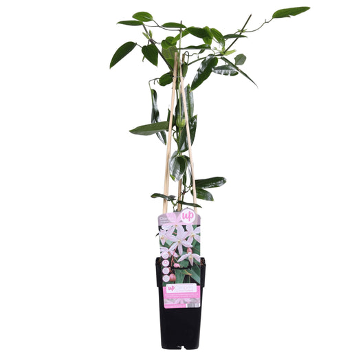 Clematis Armandii 'Fiore Di Melo'