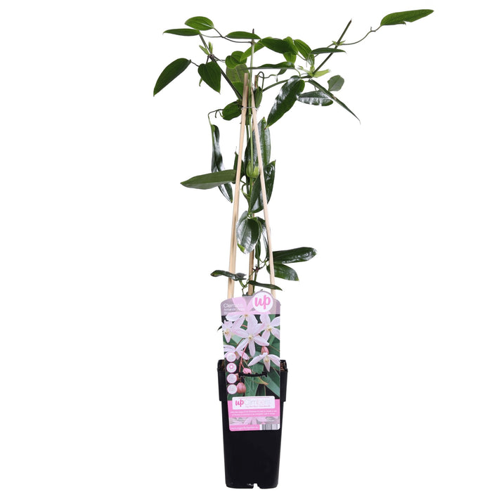 Clematis Armandii 'Fiore Di Melo'