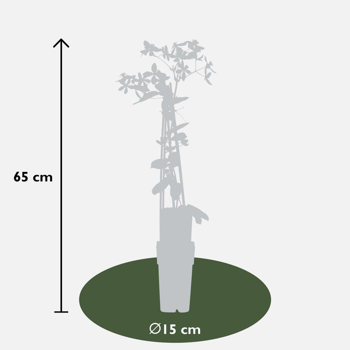 Clematis Armandii 'Fiore Di Melo'