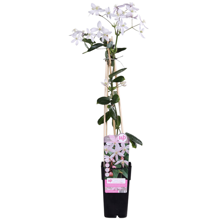 Clematis Armandii 'Fiore Di Melo'