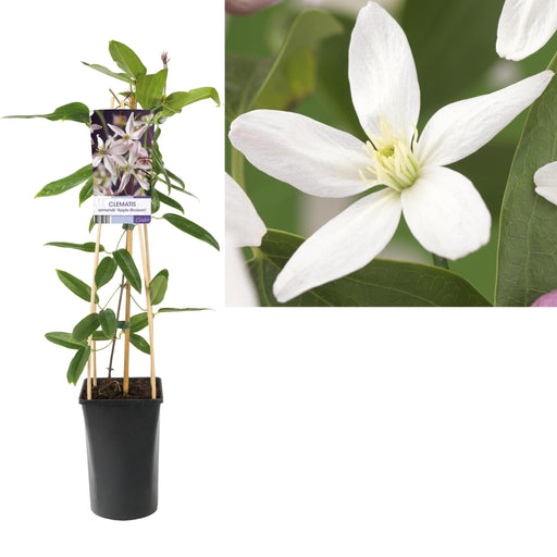 Clematite Armandii Fiore Di Melo D17Cm H75Cm