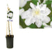 Clematide Bianca Sylvia Denny D17Cm H75Cm