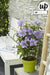 Clematite Boulevard® Cezanne ™ - ↨70Cm - Ø19 - Pianta Rampicante Fiorita Da Esterno