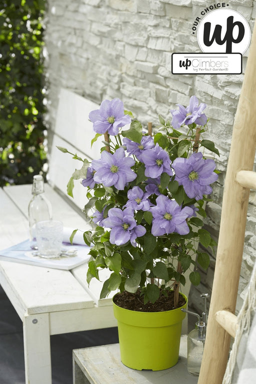 Clematite Boulevard® Cezanne ™ - ↨70Cm - Ø19 - Pianta Rampicante Fiorita Da Esterno
