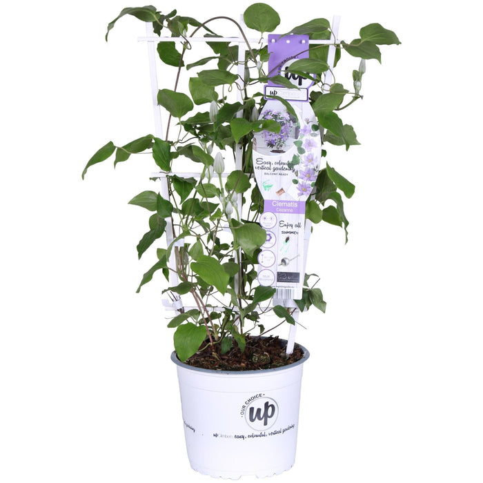 Clematite Boulevard® Cezanne ™ - ↨70Cm - Ø19 - Pianta Rampicante Fiorita Da Esterno