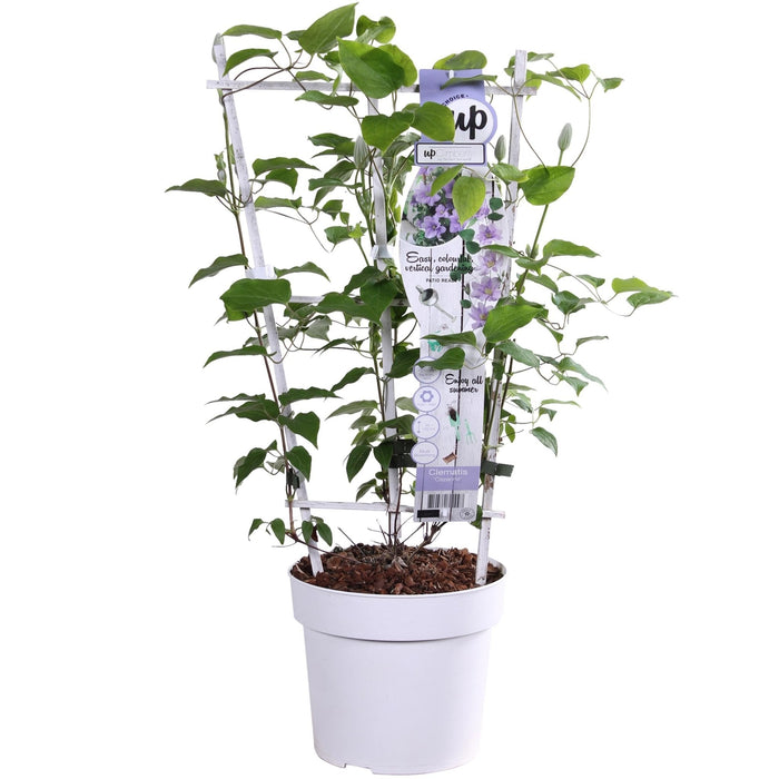 Clematite Boulevard® Cezanne ™ - ↨70Cm - Ø19 - Pianta Rampicante Fiorita Da Esterno