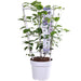 Clematite Boulevard® Cezanne ™ - ↨70Cm - Ø19 - Pianta Rampicante Fiorita Da Esterno