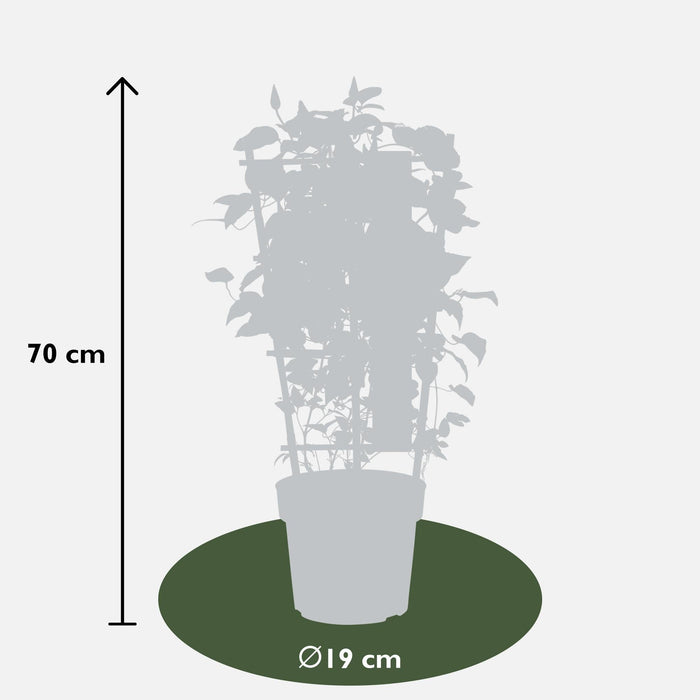 Clematite Boulevard® Cezanne ™ - ↨70Cm - Ø19 - Pianta Rampicante Fiorita Da Esterno