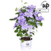 Clematite Boulevard® Cezanne ™ - ↨70Cm - Ø19 - Pianta Rampicante Fiorita Da Esterno