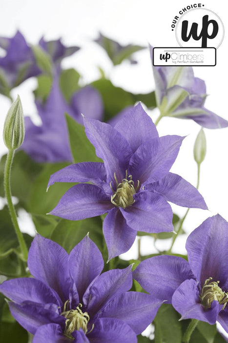 Clematite Boulevard® Cezanne ™ - ↨70Cm - Ø19 - Pianta Rampicante Fiorita Da Esterno