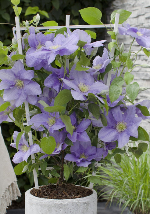 Clematite Boulevard® Cezanne ™ - ↨70Cm - Ø19 - Pianta Rampicante Fiorita Da Esterno