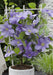 Clematite Boulevard® Cezanne ™ - ↨70Cm - Ø19 - Pianta Rampicante Fiorita Da Esterno