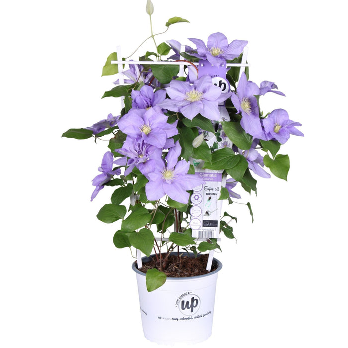 Clematite Boulevard® Cezanne ™ - ↨70Cm - Ø19 - Pianta Rampicante Fiorita Da Esterno