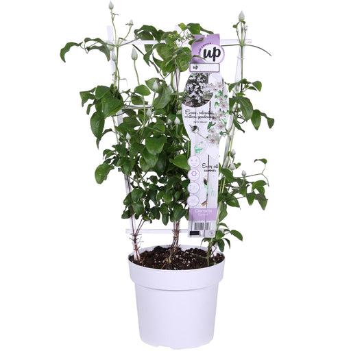 Clematite Boulevard® Corinne ™ - ↨70Cm - Ø19 - Pianta Rampicante Fiorita Da Esterno