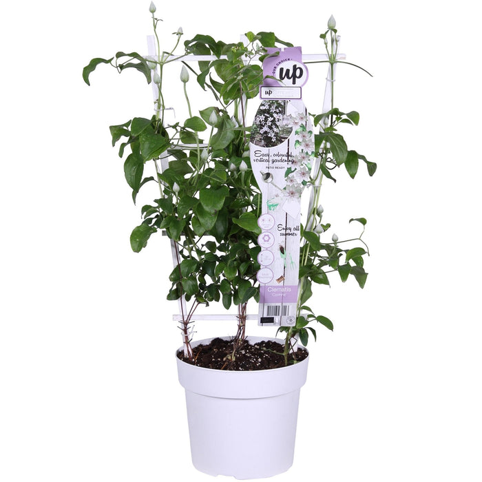 Clematite Boulevard® Corinne ™ - ↨70Cm - Ø19 - Pianta Rampicante Fiorita Da Esterno