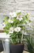 Clematite Boulevard® Corinne ™ - ↨70Cm - Ø19 - Pianta Rampicante Fiorita Da Esterno