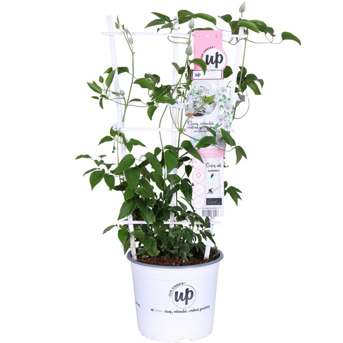 Clematite Boulevard® Corinne ™ - ↨70Cm - Ø19 - Pianta Rampicante Fiorita Da Esterno