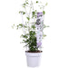Clematite Boulevard® Corinne ™ - ↨70Cm - Ø19 - Pianta Rampicante Fiorita Da Esterno